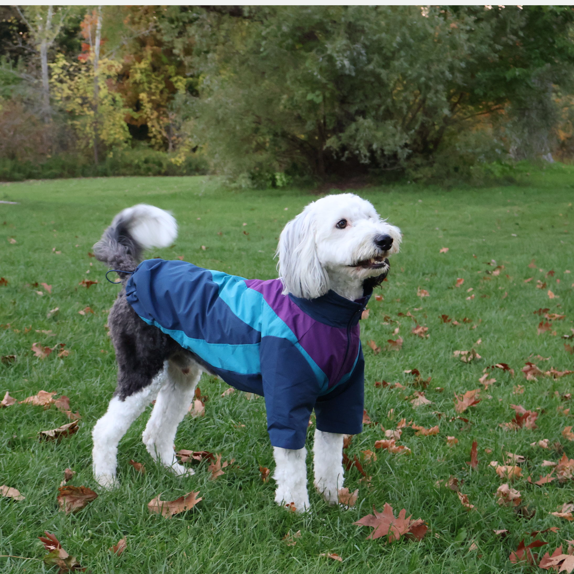 DOMINO WINDBREAKER – pupp st.
