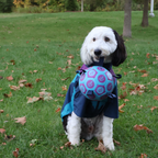 PUPPSTER SOCCER BALL